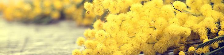 Mimose