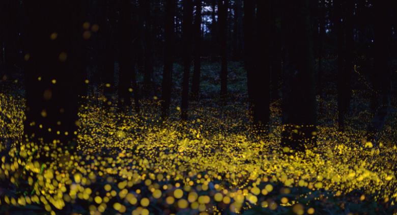 The magic of fireflies in a bacoli vine