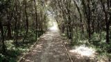 Passeggiata nella Foresta di Cuma e al Tempio di Iside a contatto con la natura