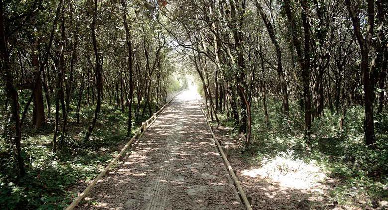 Promenade dans la forêt de Cuma