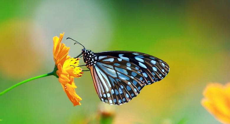 zeigt den botanischen Garten des Schmetterlingsuniversums