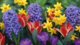 Agnano in fiore all’Ippodromo: la mostra mercato con tante attività per bambini