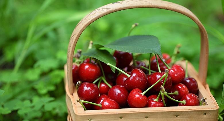 cerises-propriétés-nutritionnelles-santé-1