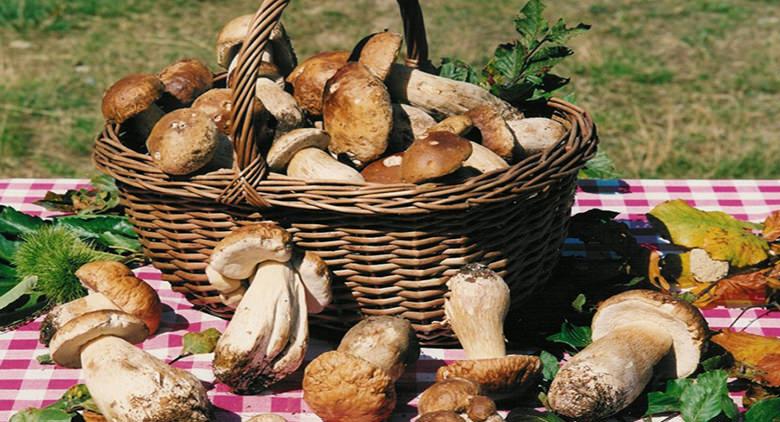 Festival des champignons porcins à Montoro