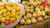 Sagra del fico d’India a Castel Morrone, un evento che racchiude arte e gastronomia