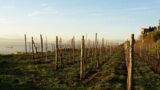 Festival delle Vigne a Napoli con degustazioni e visite nei vigneti