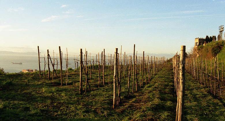 Festival delle Vigne Metropolitane en Nápoles