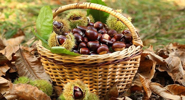 Chestnut Festival of Roccamonfina