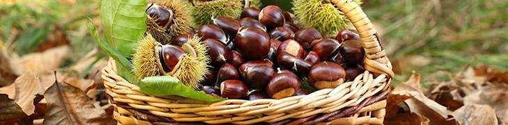 Castanhas