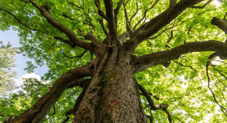 ffesta des botanischen Gartenbaums Neapel