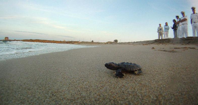 Apre a Portici il Centro Tartarughe Marine più grande del Mediterraneo