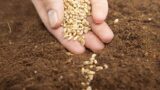 Mercato contadino all’Ippodromo di Agnano: scambio di semi, laboratori per bambini e film