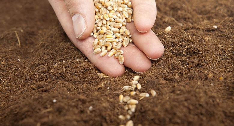 Mercado de granjeros y artesanos en el hipódromo de Agnano