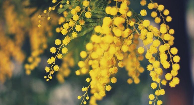 Cosa fare alla Festa della Donna 2017 a Napoli