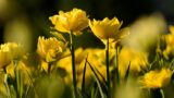 Planta 2017 au Jardin botanique de Naples: exposition de marché libre avec plantes, fleurs, événements