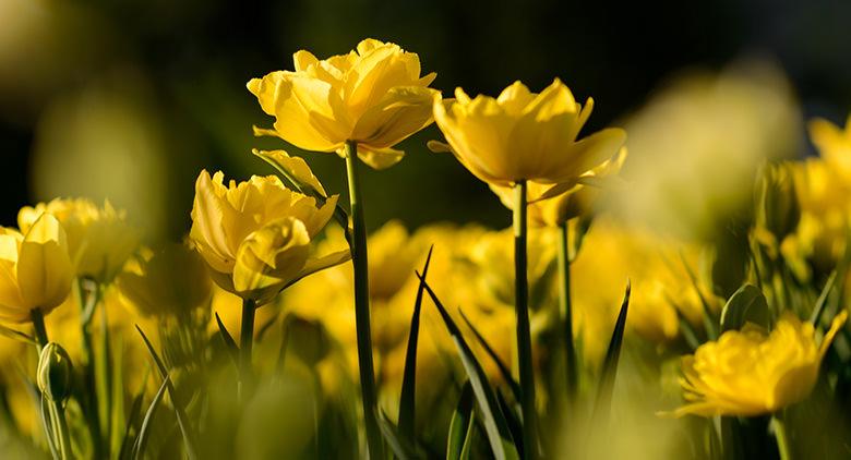 Marktausstellung Planta 2017 im Botanischen Garten von Neapel