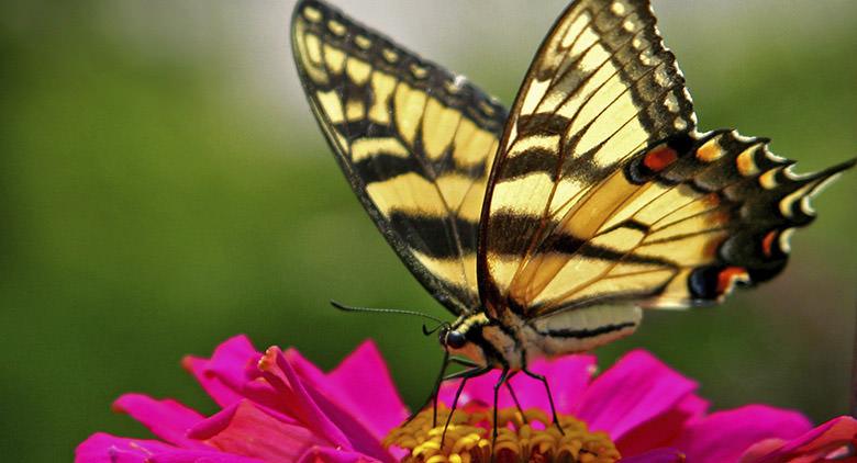 Exposição Butterfly Universe em Nápoles no Jardim Botânico