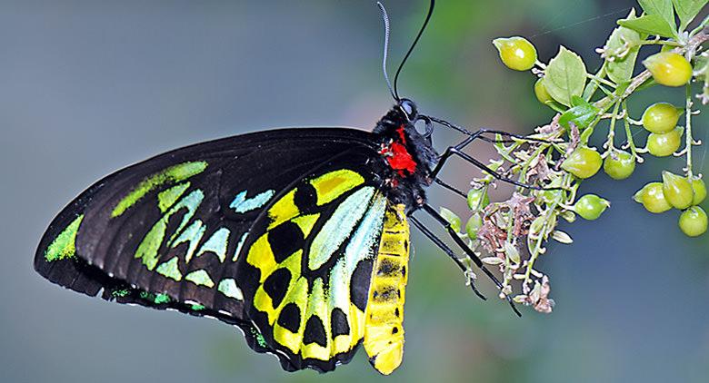 Seltene Insekten auf der Ausstellung Sechsbeiniger Schmuck Ariano Irpino