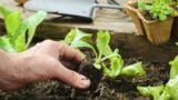 A Napoli il corso per gestire orti urbani su terrazzi, tetti e pareti verticali