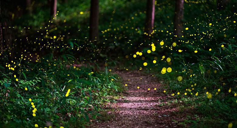 Lucciole dans les bois, à Bacoli retournent les promenades suggestives