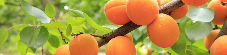 Presidium with apricots from Vesuvius