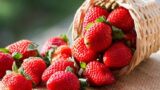 Erdbeer- und Spargelfest 2017 in Cardito