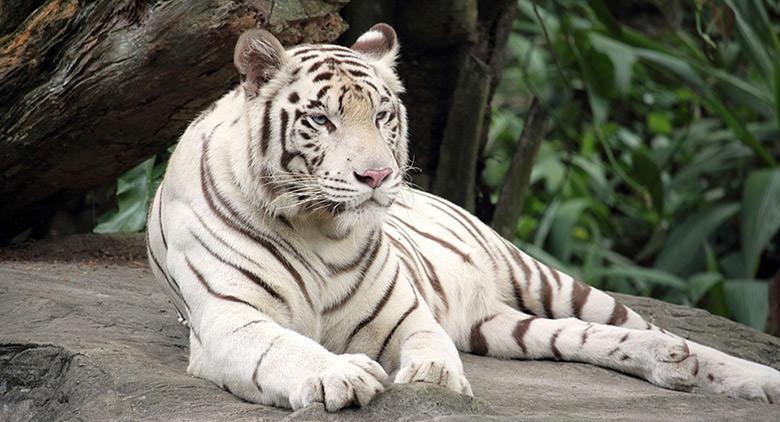 Um tigre branco chega ao zoológico de Nápoles