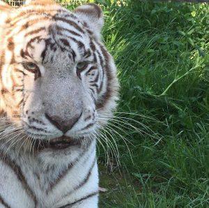 Arcana, o tigre branco do Zoológico de Nápoles