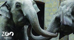 Im Zoo in Neapel wird zum Geburtstag des Elefanten Wini mit einem besonderen Kuchen gefeiert