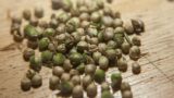 Dibattito sulla cannabis a Piazza Dante a Napoli con distribuzione di semi e semina pubblica