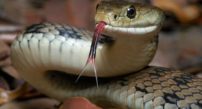 Deixe crescer campanha sobre espécies locais, o zoológico de Nápoles adere