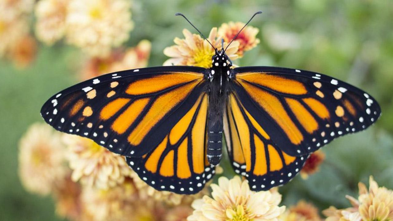 L Universo Delle Farfalle Viventi A San Lorenzo Maggiore A Napoli Con Splendidi Esemplari In Volo Napolike It