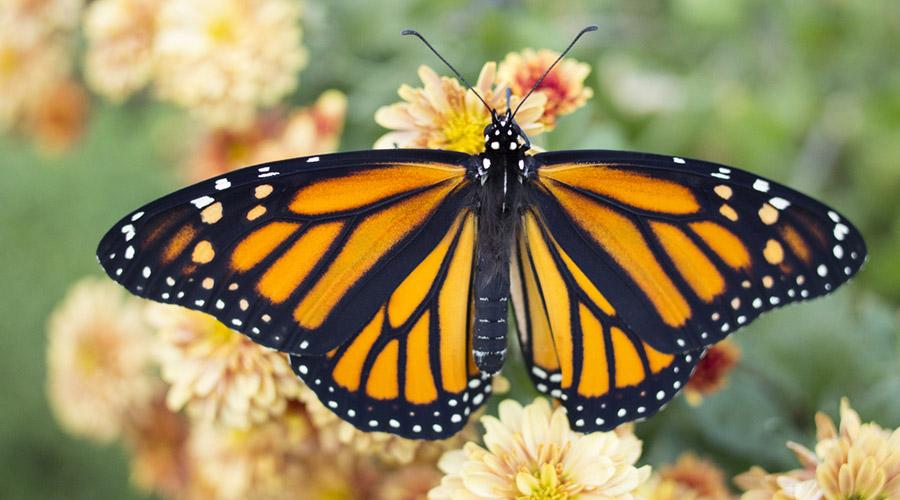 Colorful butterfly