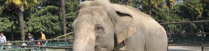Zoo di Napoli: bambini ingresso gratuito