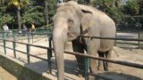 Zoo di Napoli, ingresso gratuito per i bambini a luglio 2017