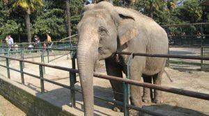 Naples Zoo, freien Eintritt für Kinder im Juli 2017