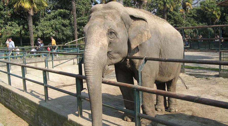 Zoo de Nápoles, entrada gratuita para niños