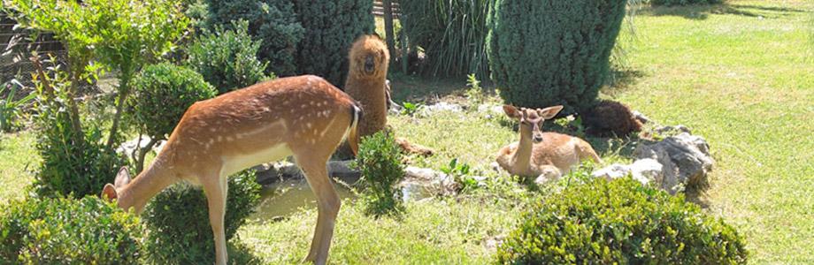 Geheime Gärten von Airola mit Hunderten von Tieren und Gärten Geheimer Garten von Airola