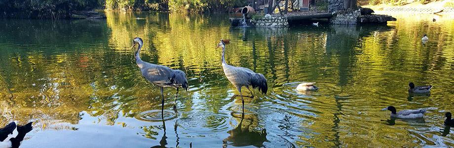 Neapel Zoo Neapel Zoo