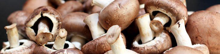 Sagra dei funghi a Cusano Mutri
