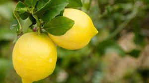 Lemon Night 2017 a Maiori con specialità al limone e spettacoli teatrali