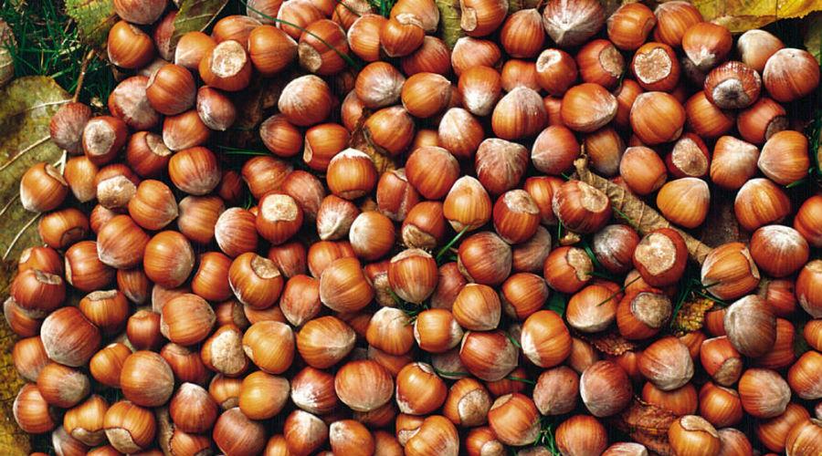 hazelnuts, hazelnut festival 2017 in boscoreale