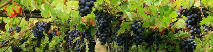 cantine campania visitabili gratuitamente, vendemmia 2017