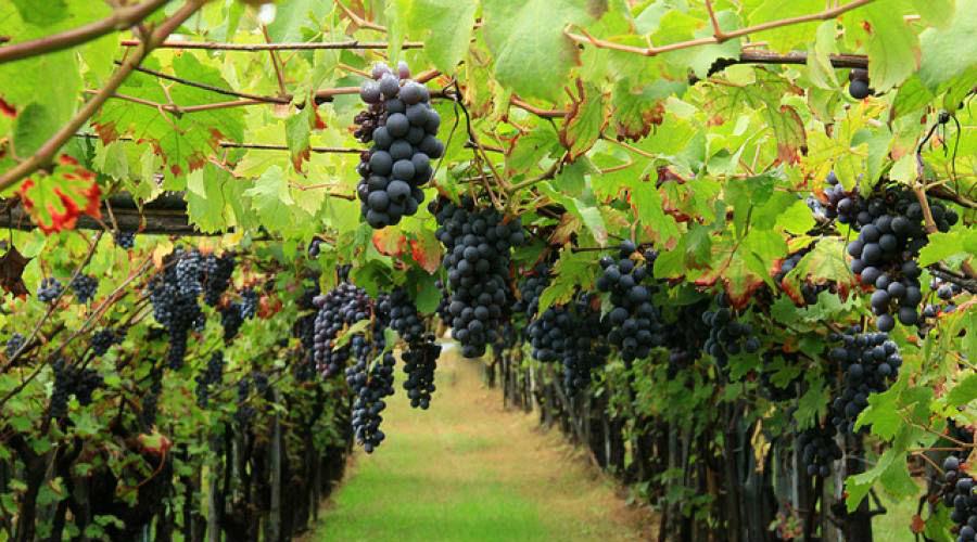 cantine campania visitabili gratuitamente, vendemmia 2017