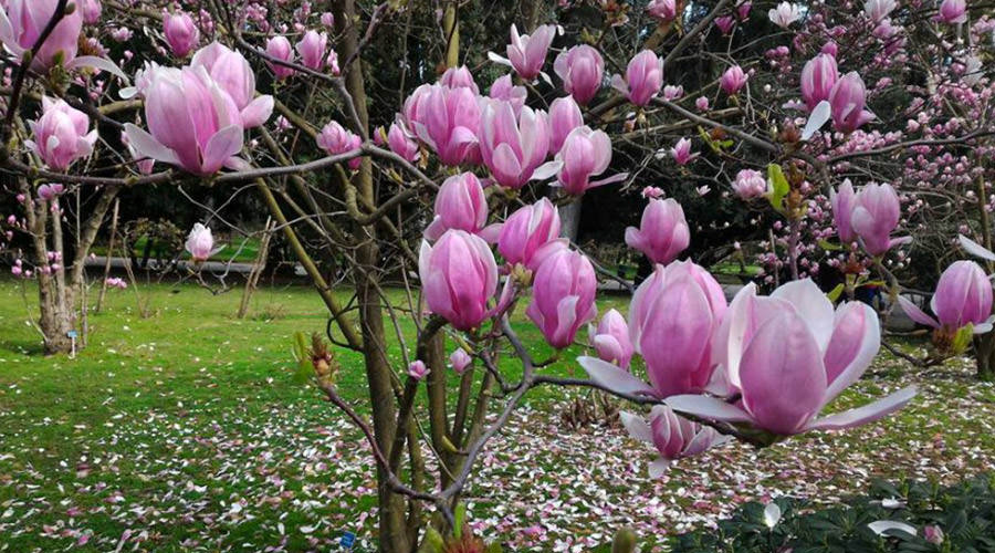 2017 Tree Festival en el Jardín Botánico de Nápoles