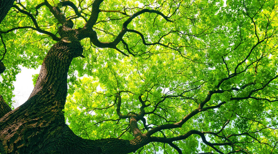 Festival del árbol