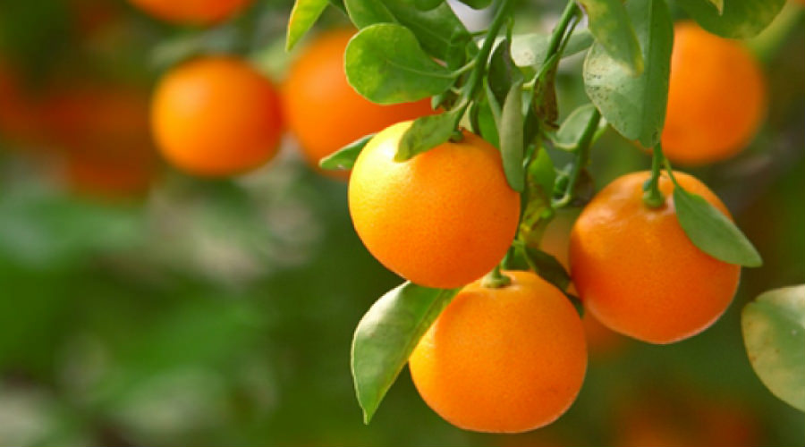 Tangerines