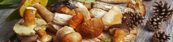 Sagra dei Funghi e Grande Festa della Tammorra a San Giuseppe Vesuviano