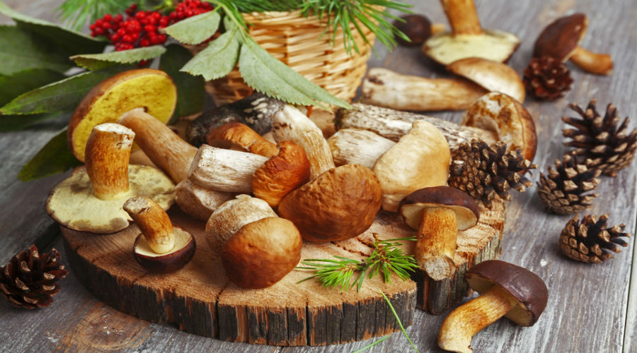 Festival des champignons et grand festival de Tammorra à San Giuseppe Vesuviano