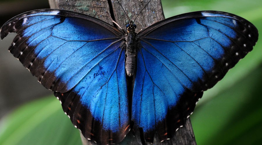 Casa de las mariposas en el zoológico de Nápoles